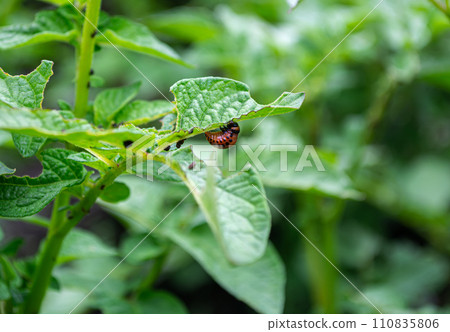The young red larva of the Colorado potato beetle eats the leaves of green potatoes. Problems of agriculture. Insect control. 110835806