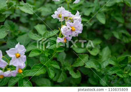 Potato plant with purple flowers and green leaves. Solanum tuberosum Potato plant with purple flowers and green leaves. Solanum tuberosum 110835809