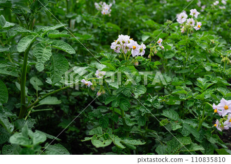 Potato field with blooming flowers and leaves, close-up Potato field with blooming flowers and leaves, close-up 110835810