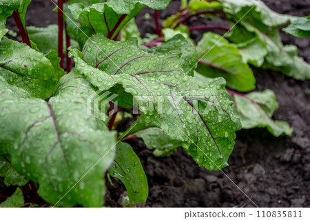 Beetroot plant with dew drops on the leaves in the garden Beetroot plant with dew drops on the leaves in the garden 110835811