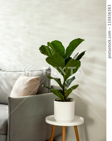 Ficus lyrata or fiddle leaf fig in living room interior. Room decoration with plant. Scandinavian fiddle peaf tree indoor plant in circle white pot at home. Potted ficus Lyrata or fiddle leaf fig tree 110836363