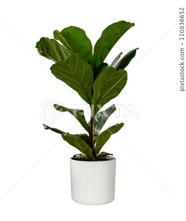 Ficus lyrata or fiddle leaf fig in white ceramic pot isolated on white background. Potted ficus Lyrata or fiddle leaf fig tree isolated with clipping path 110836652