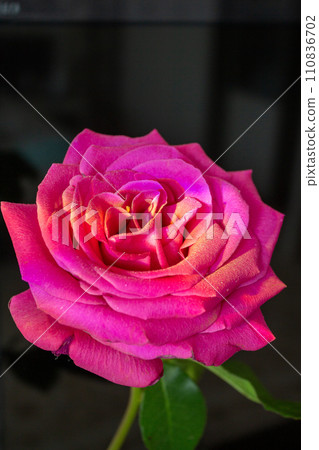 Red rose Red rose 110836702