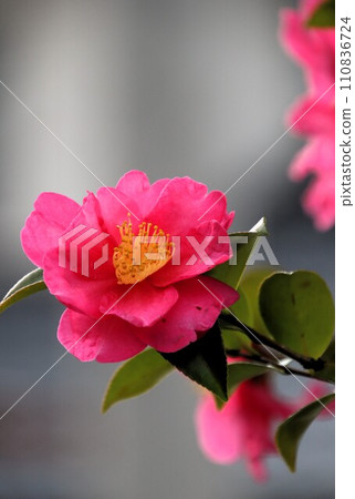 茶香 茶香 110836724