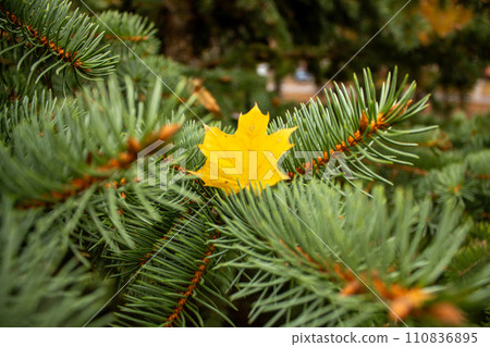 Autumn landscape on a sunny day  110836895