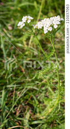 The beauty of flowers  110837063