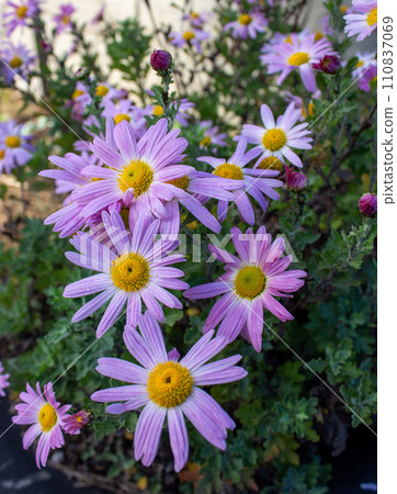 The beauty of flowers  110837069