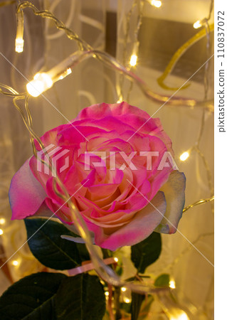 The beauty of flowers  110837072