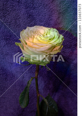 The beauty of flowers The beauty of flowers 110837073