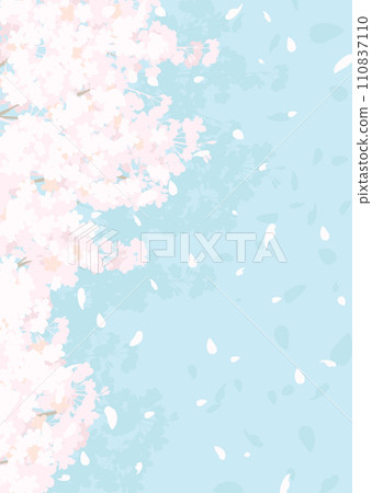 Fluffy cherry blossoms and blue sky 110837110