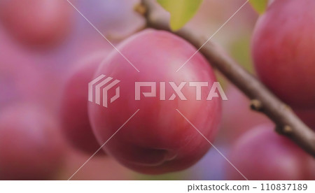 Plum tree branch with ripe red plums on blurred background. Generative AI 110837189