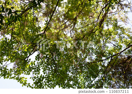 Nishiyama Goten (Nishiyamaso) 2023-5-3 #78 110837211