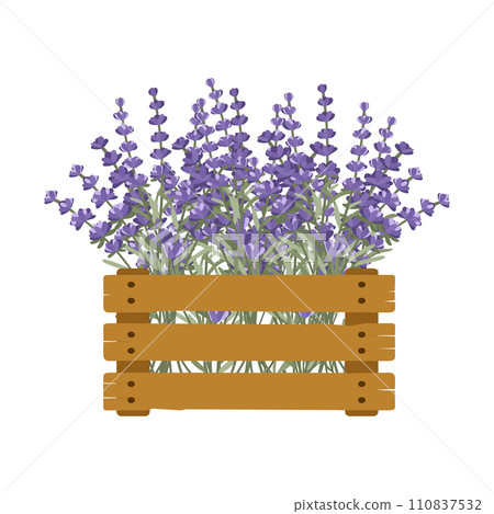 Lavender flowers in a wooden box. Vector composition for postcard design. 110837532