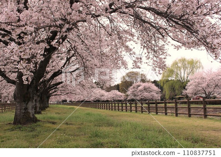 Nomotogawa Water Park 110837751