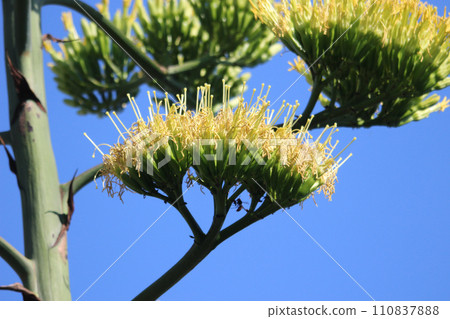 Blue agave flowering pollination increased 110837888