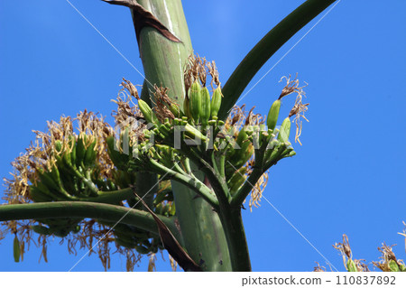 Blue agave flowers after pollination7.28 110837892