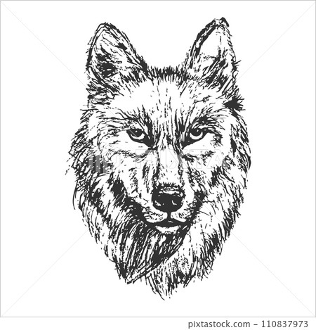 Big beautiful wild wolf portrait in line drawing style Big beautiful wild wolf portrait in line drawing style 110837973