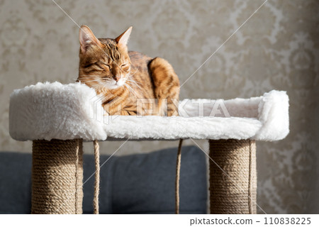 Bengal cat laying on the top of the scratcher Bengal cat laying on the top of the scratcher 110838225