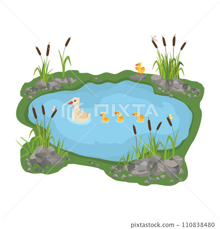 ducks and ducklings. Mother duck swims in the lake with little ducklings around the grass. ducks and ducklings. Mother duck swims in the lake with little ducklings around the grass. 110838480