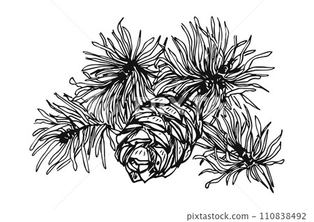 cones on a branch hand-drawn, Design elements for invitations, greeting cards, quotes, blogs cones on a branch hand-drawn, Design elements for invitations, greeting cards, quotes, blogs 110838492