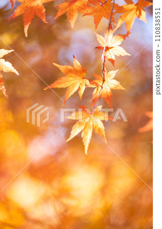 Beautifully colored autumn leaves 110838551