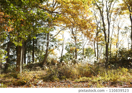 Susuki and autumn leaves Susuki and autumn leaves 110839523