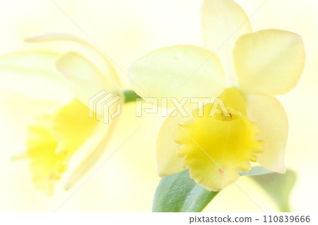 迷你卡特蘭黃色花明亮的背景西蘭花 迷你卡特蘭黃色花明亮的背景西蘭花 110839666
