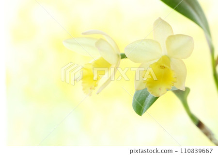 迷你卡特蘭黃色花明亮的背景西蘭花 110839667