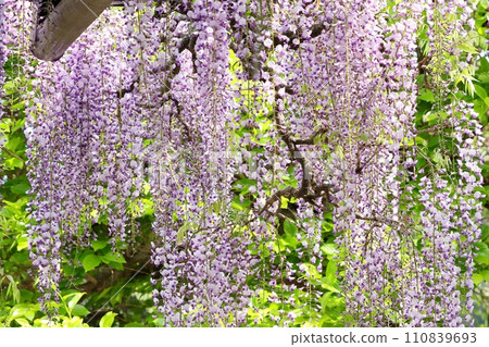 長紫藤，紫藤花，紫色，長花簇 110839693