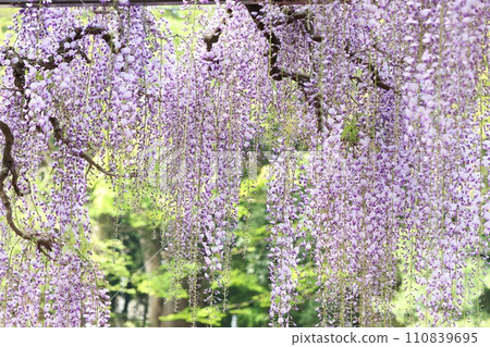Long wisteria, wisteria flowers, purple, long flower clusters Long wisteria, wisteria flowers, purple, long flower clusters 110839695