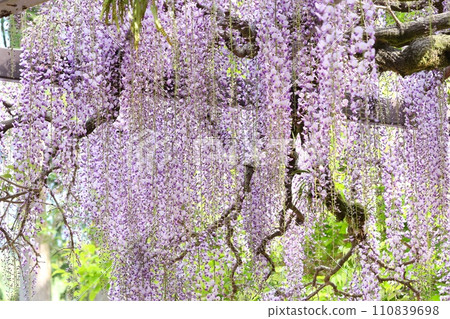 長紫藤，紫藤花，紫色，長花簇 110839698