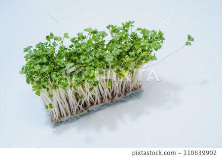 新鮮西蘭花芽的形象 新鮮西蘭花芽的形象 110839902