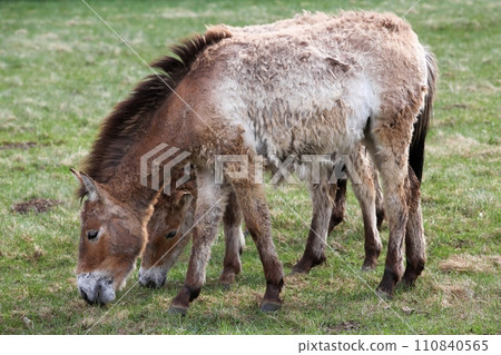 Przewalski's horses in a field Przewalski's horses in a field 110840565