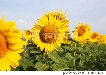 Sunflowers are blooming with blue sky. Sunflower field 110840671
