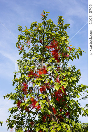 Illawarra flame tree with red flower 110840706