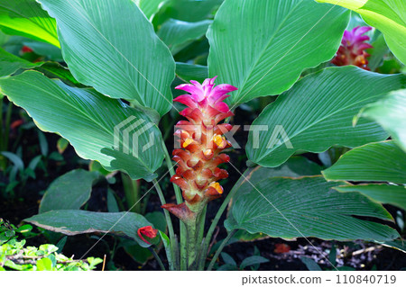 Curcuma sessilis gage plant with flower Curcuma sessilis gage plant with flower 110840719