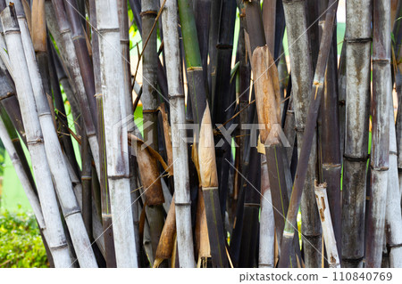 Fresh green bamboo tree in the garden Fresh green bamboo tree in the garden 110840769