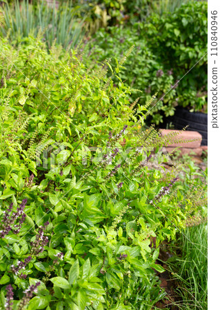 Sweet basil with holy basil in the garden Sweet basil with holy basil in the garden 110840946
