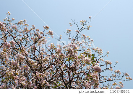 Trumpet Tree, Pink Poui, New World Trumpet, Rosy Trumpet 110840961