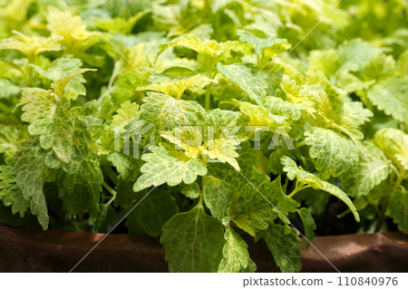 Painted nettle plant in the garden 110840976