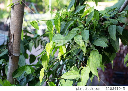 Fresh tiliacora triandra green leaves 110841045