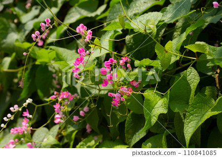 Mexican creeper, Chain of love flower, Coral vine. Mexican creeper, Chain of love flower, Coral vine. 110841085