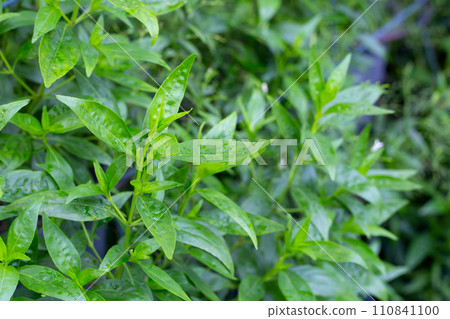 Andrographis paniculata plant in the garden 110841100
