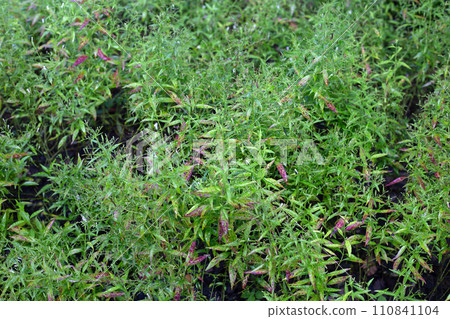 Andrographis paniculata plant in the garden Andrographis paniculata plant in the garden 110841104