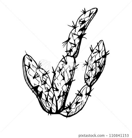 Hand drawn ink vector illustration, nature tropical exotic desert plant succulent cactus aloe agave leaves. Single object isolated white background. Design travel, vacation, brochure, print, botanical Hand drawn ink vector illustration, nature tropical exotic desert plant succulent cactus aloe agave leaves. Single object isolated white background. Design travel, vacation, brochure, print, botanical 110841153