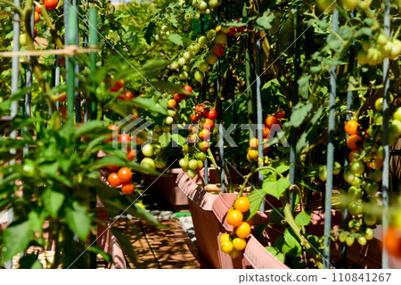A home garden full of tomatoes, a balcony garden grown in planters 110841267