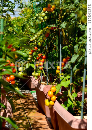 A home garden full of tomatoes, a balcony garden grown in planters 110841268