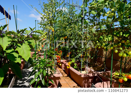 Home garden with many planters, growing various vegetables Home garden with many planters, growing various vegetables 110841273