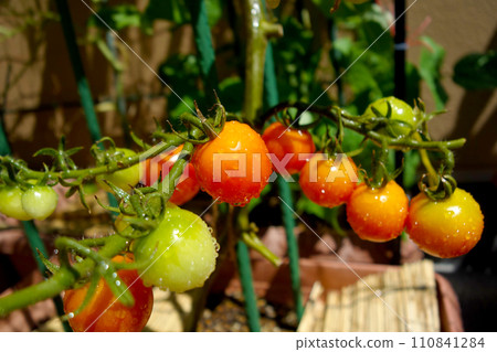 Mini tomatoes grown in planters in a home garden bathed in sunlight 110841284