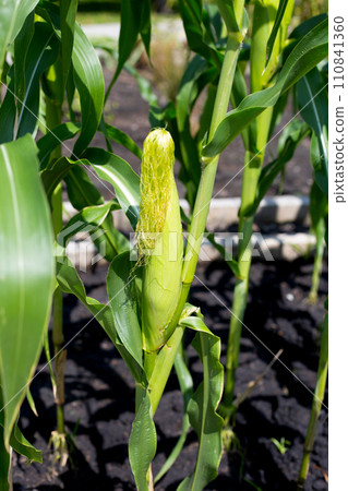 Baby corn fruit on tree. Corn field 110841360